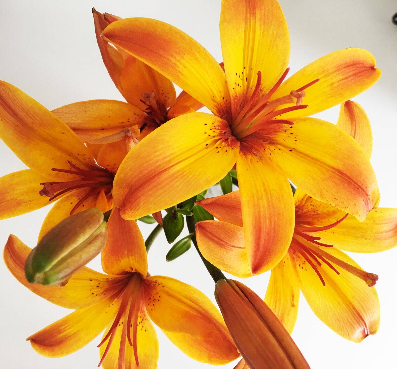 Apple iPhone 6s Plus sample photo. Lily, flower, orange photography
