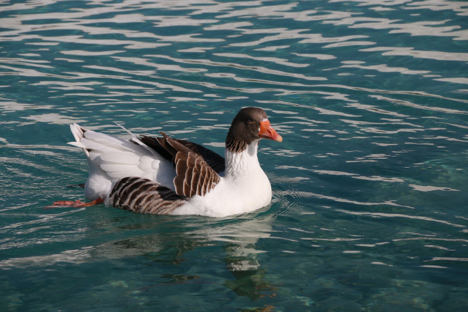 Canon EF-S 18-135mm F3.5-5.6 IS sample photo. Duck, marine, bird photography