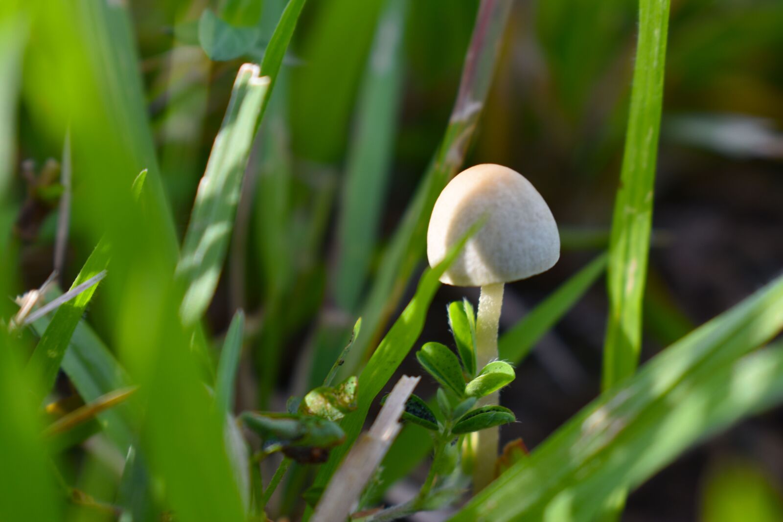 Nikon D3400 sample photo. White, mushroom, green photography