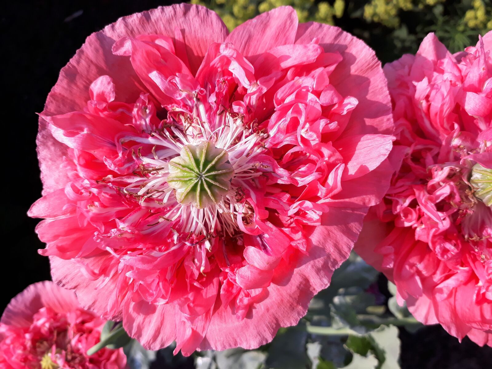 Samsung Galaxy A3(2017) sample photo. Poppy flower, poppies filled photography