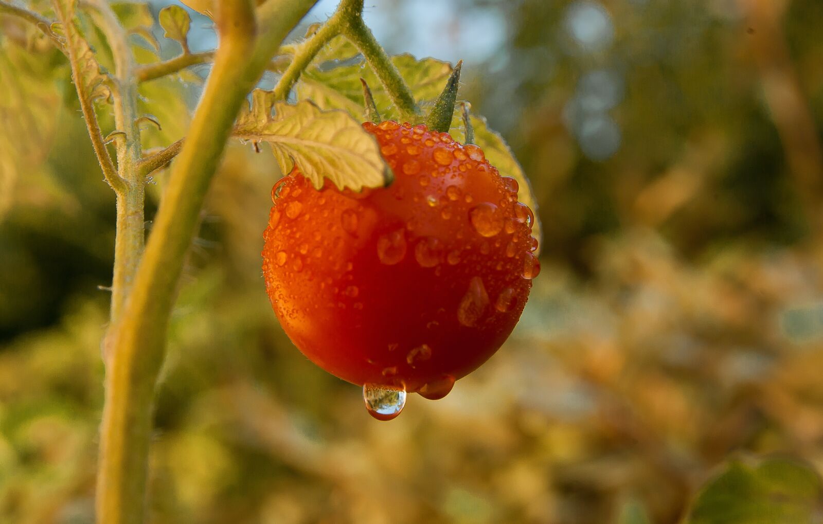 Pentax K10D sample photo. Tomato, vegetable, garden dew photography