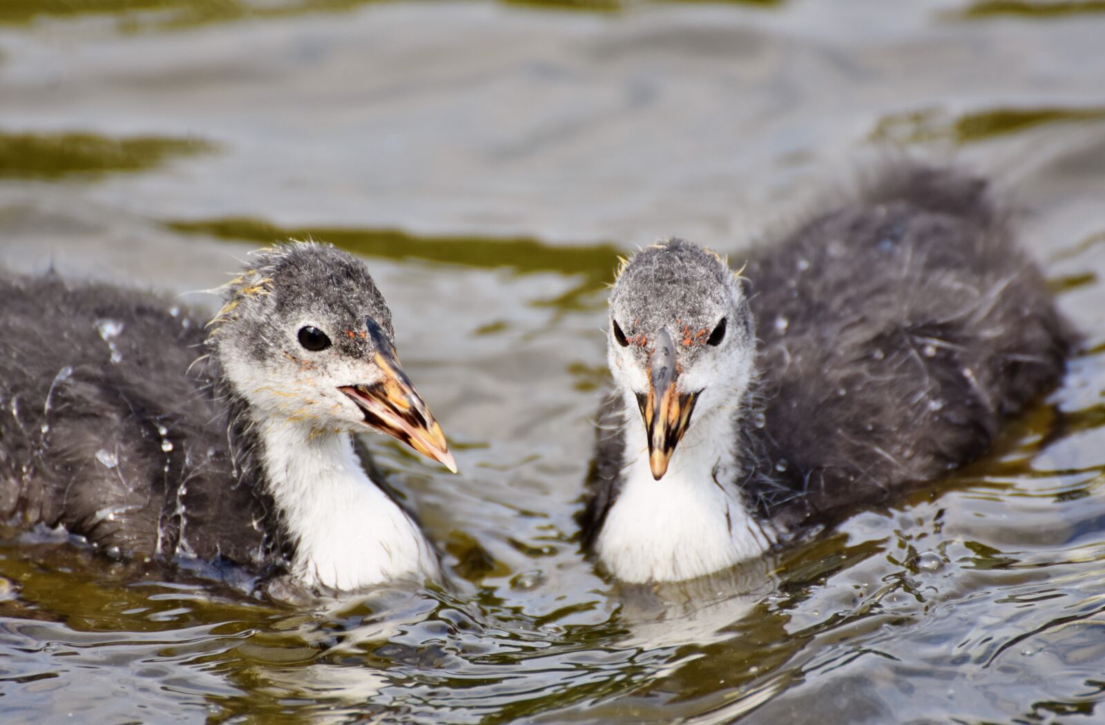 Nikon D7200 sample photo. Coot, duck, chicks photography