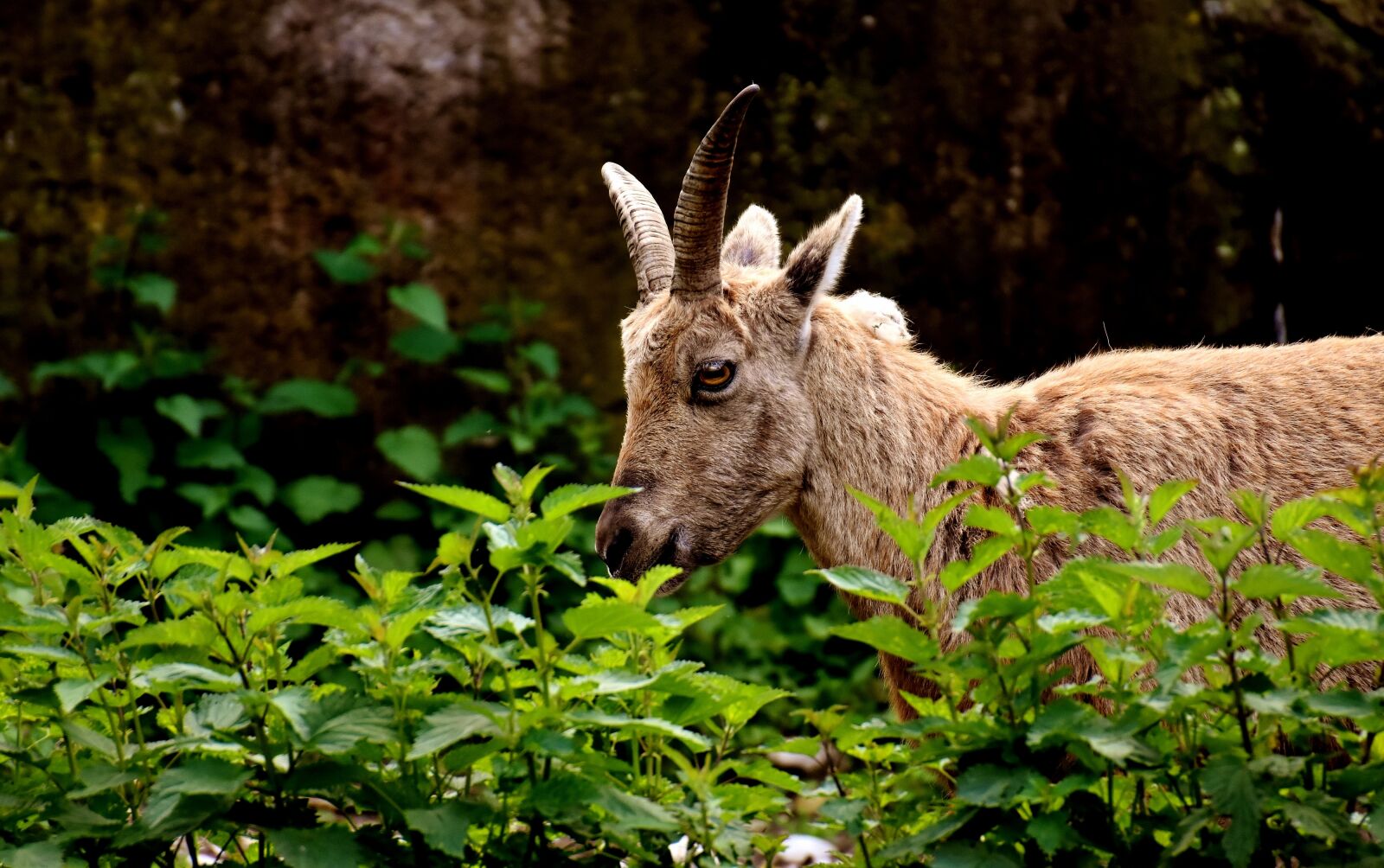 Nikon D7200 sample photo. Capricorn, horns, animal photography