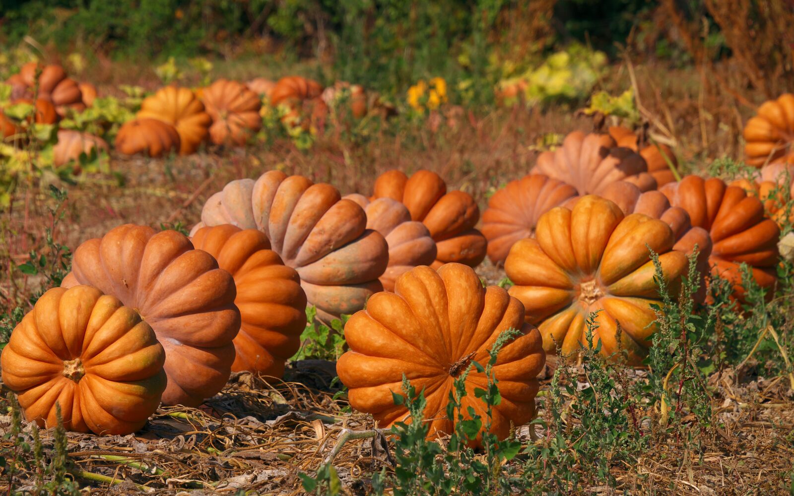 Panasonic Lumix DMC-GX7 sample photo. Nature, pumpkins, color photography