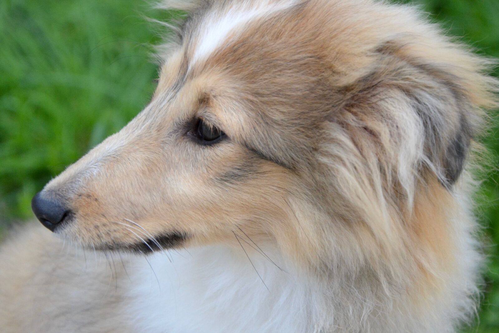 Nikon D5200 sample photo. Dog, puppy, pup photography