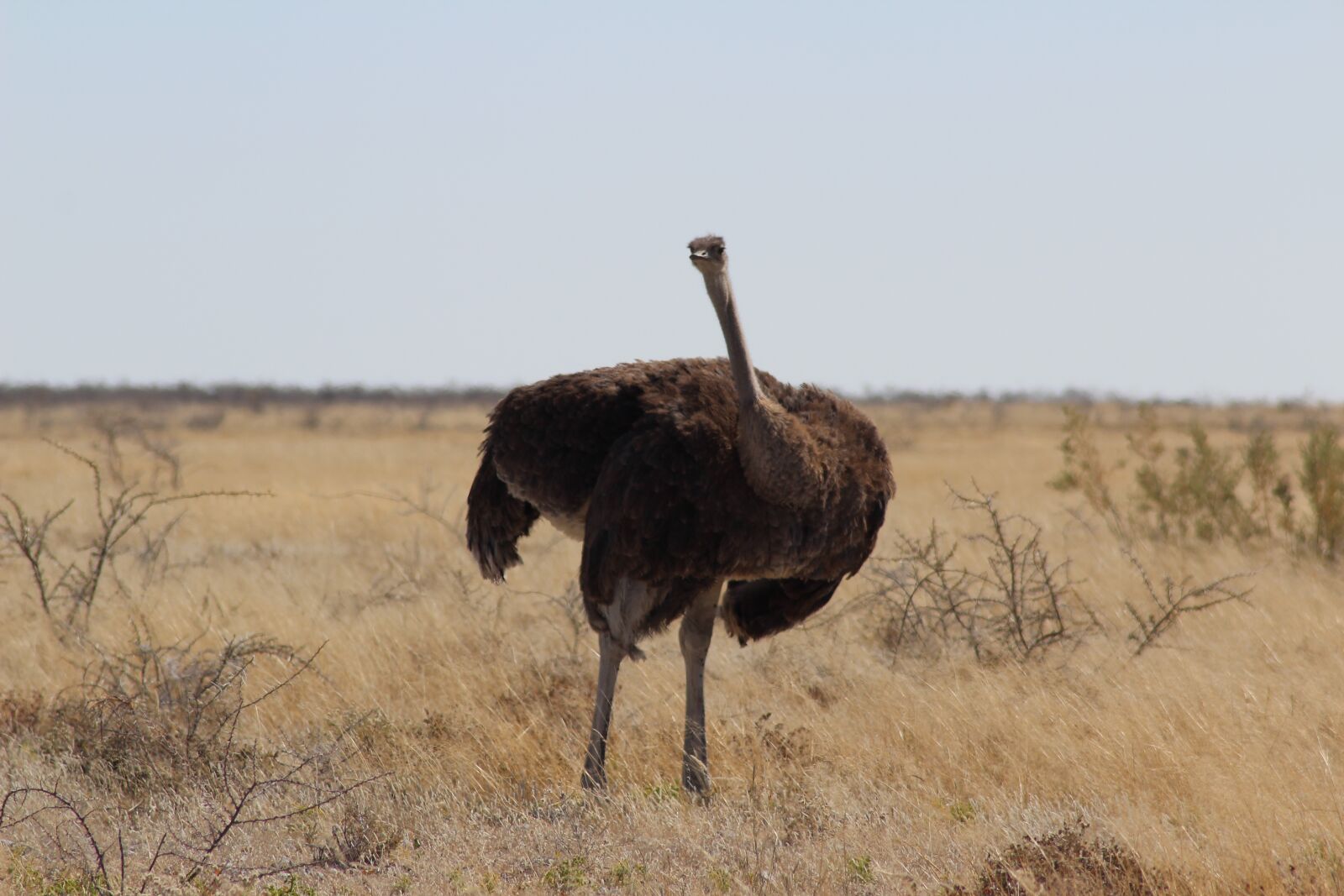 Canon EOS 1200D (EOS Rebel T5 / EOS Kiss X70 / EOS Hi) sample photo. Nature, ostrich czerwonosk ry photography