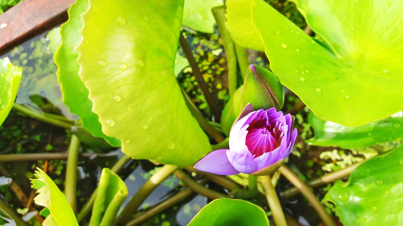 Samsung Galaxy J5 sample photo. Lotus flowers, lotus, lotus photography