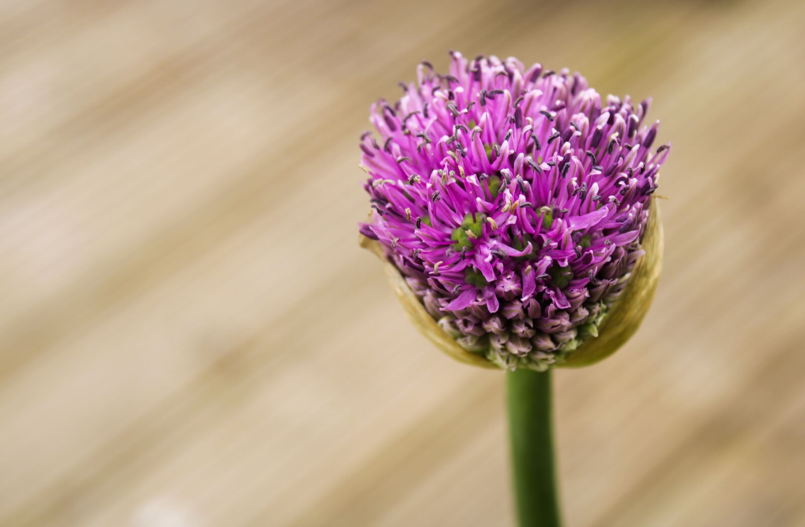 Canon EOS 2000D (EOS Rebel T7 / EOS Kiss X90 / EOS 1500D) sample photo. Ornamental onion, allium stratos photography