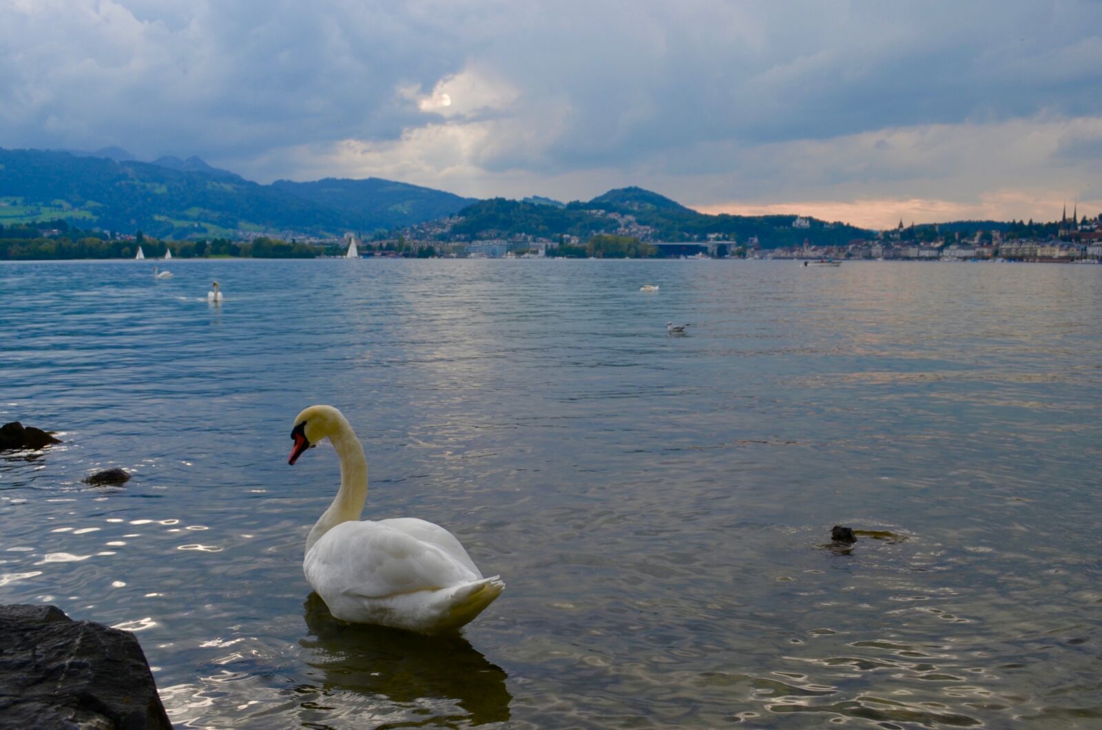 Nikon D3100 sample photo. Lake, swan photography