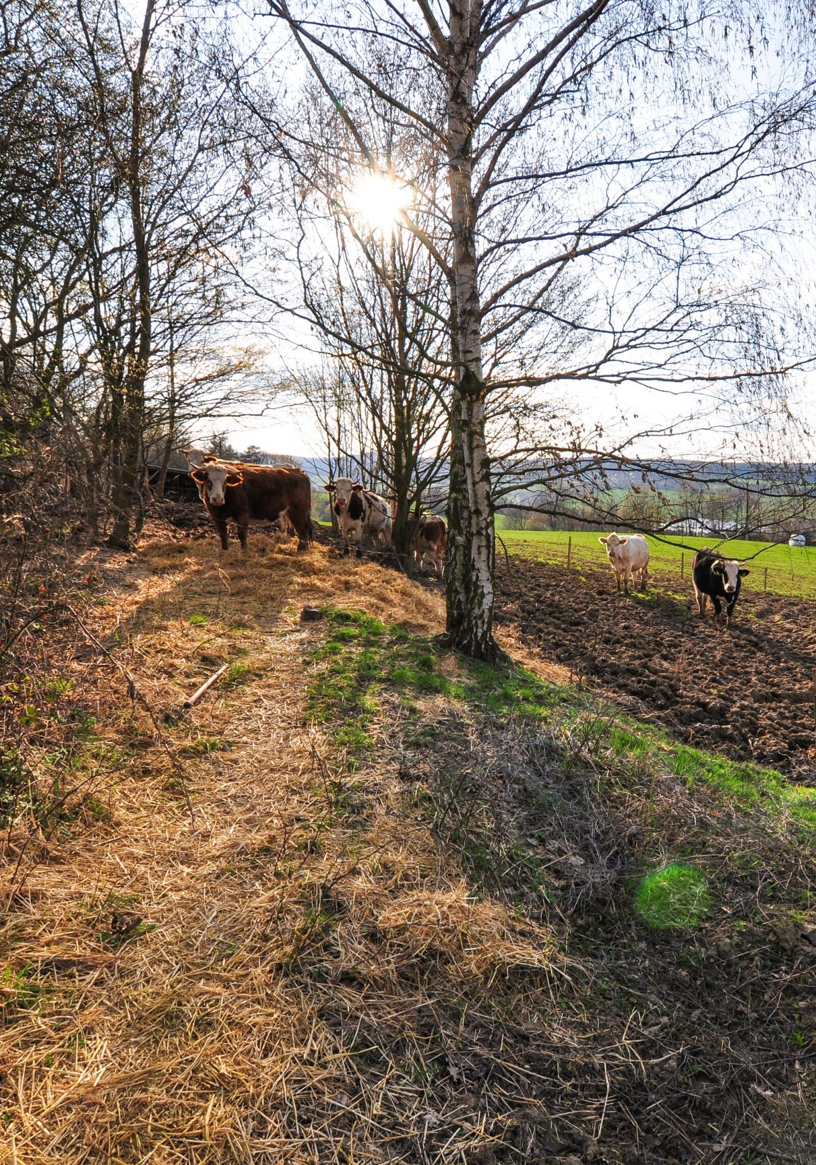 Nikon D90 sample photo. Nature, cow, cows photography