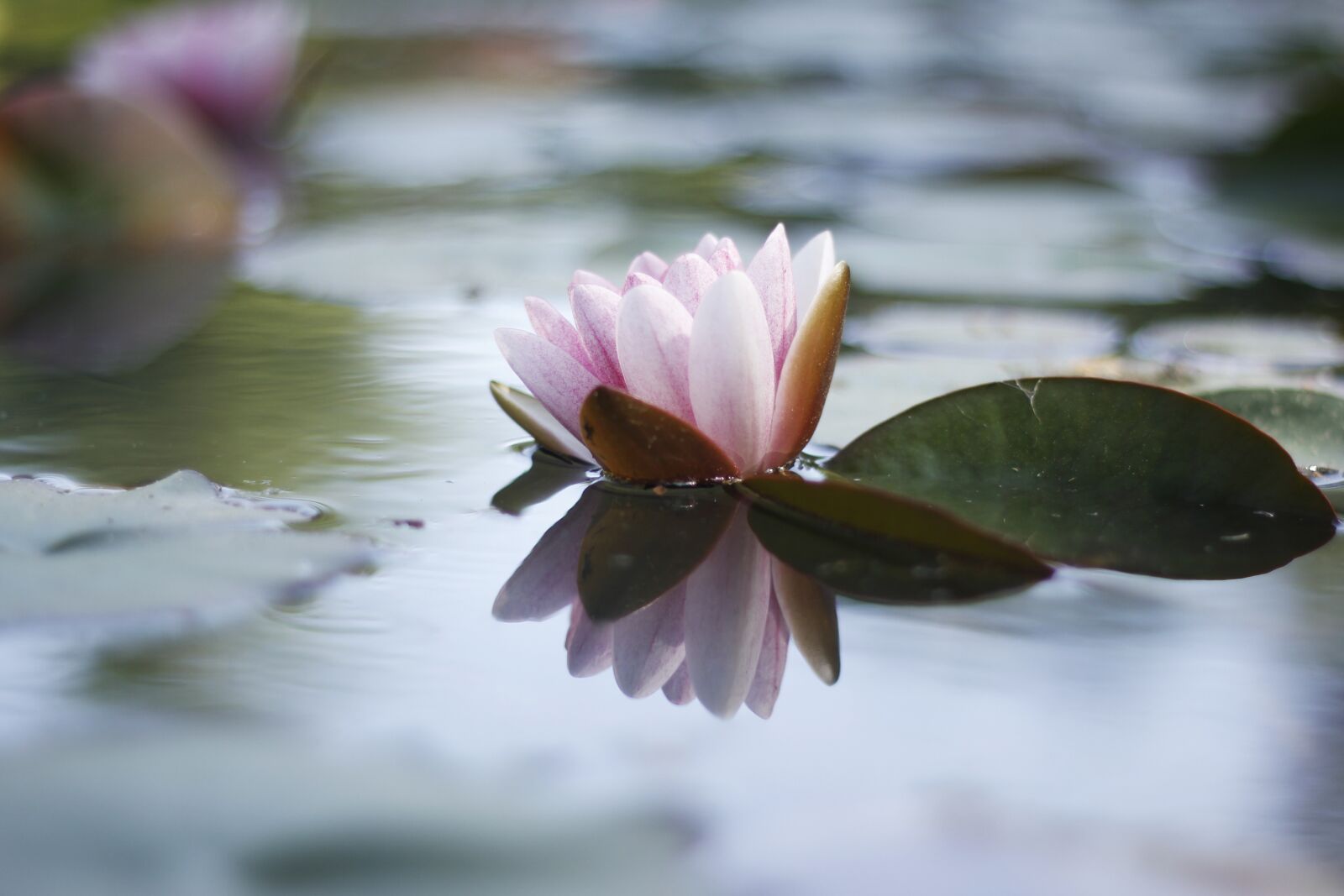 Canon EOS 550D (EOS Rebel T2i / EOS Kiss X4) sample photo. Flower, lake, water photography