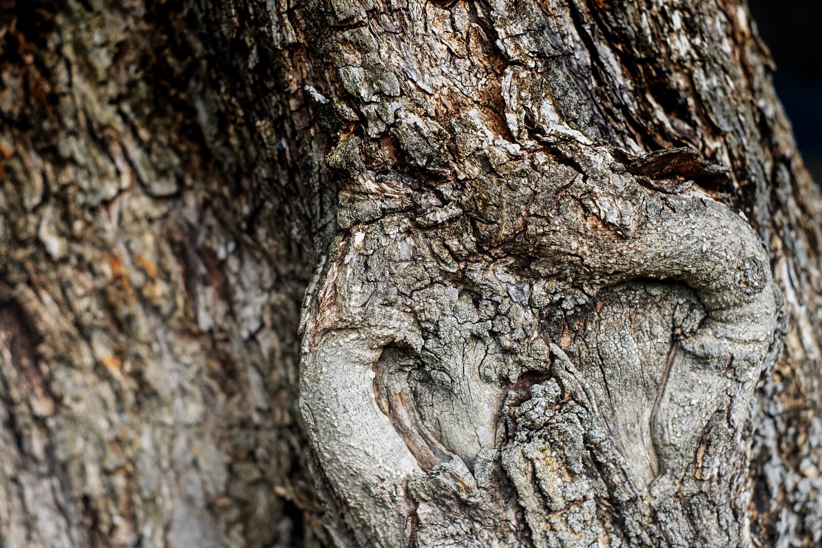 Fujifilm X-T10 + Fujifilm XF 35mm F1.4 R sample photo. Olive tree, wood, bark photography