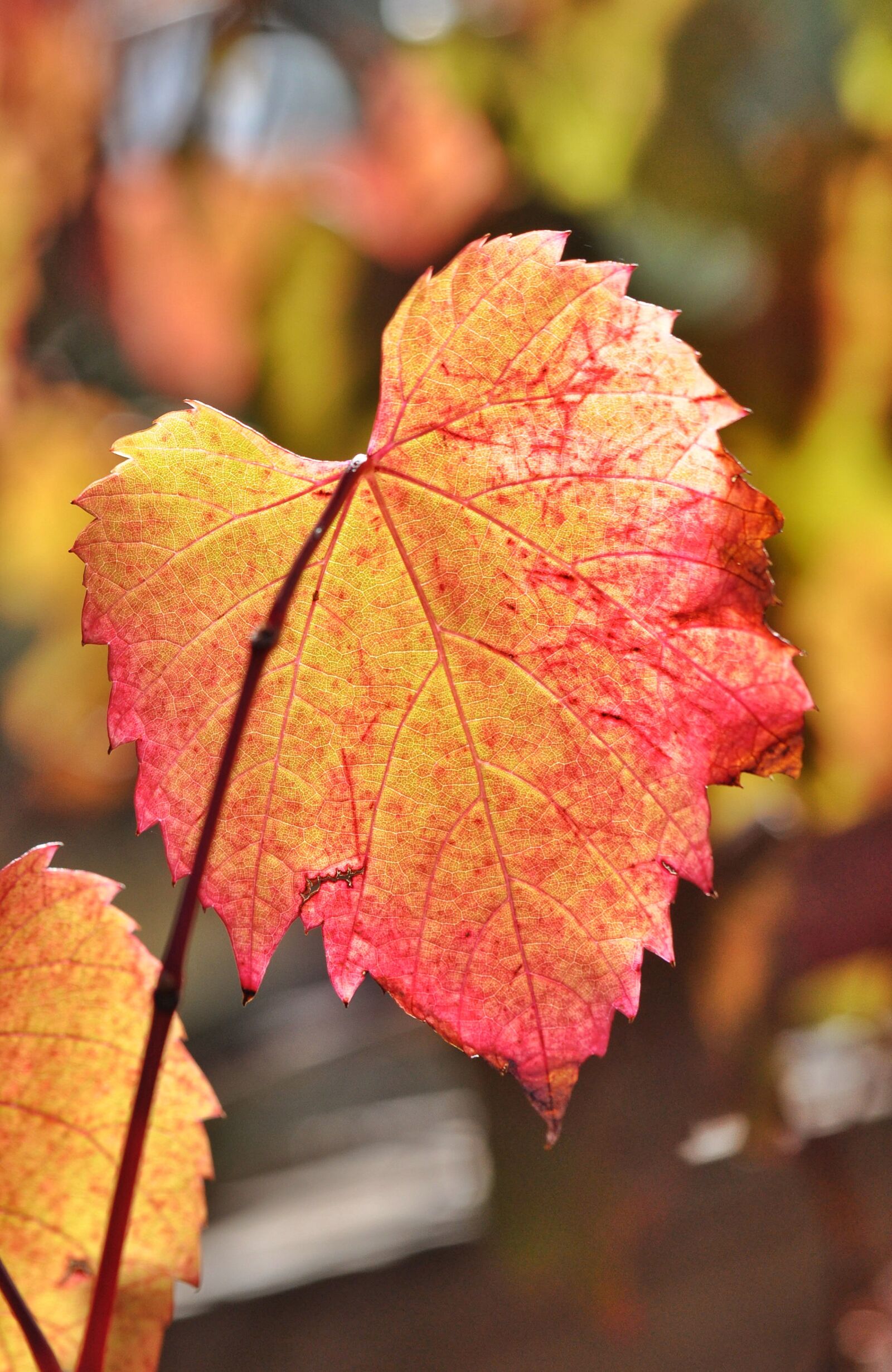 Nikon D90 sample photo. Leaves, grape, vine photography