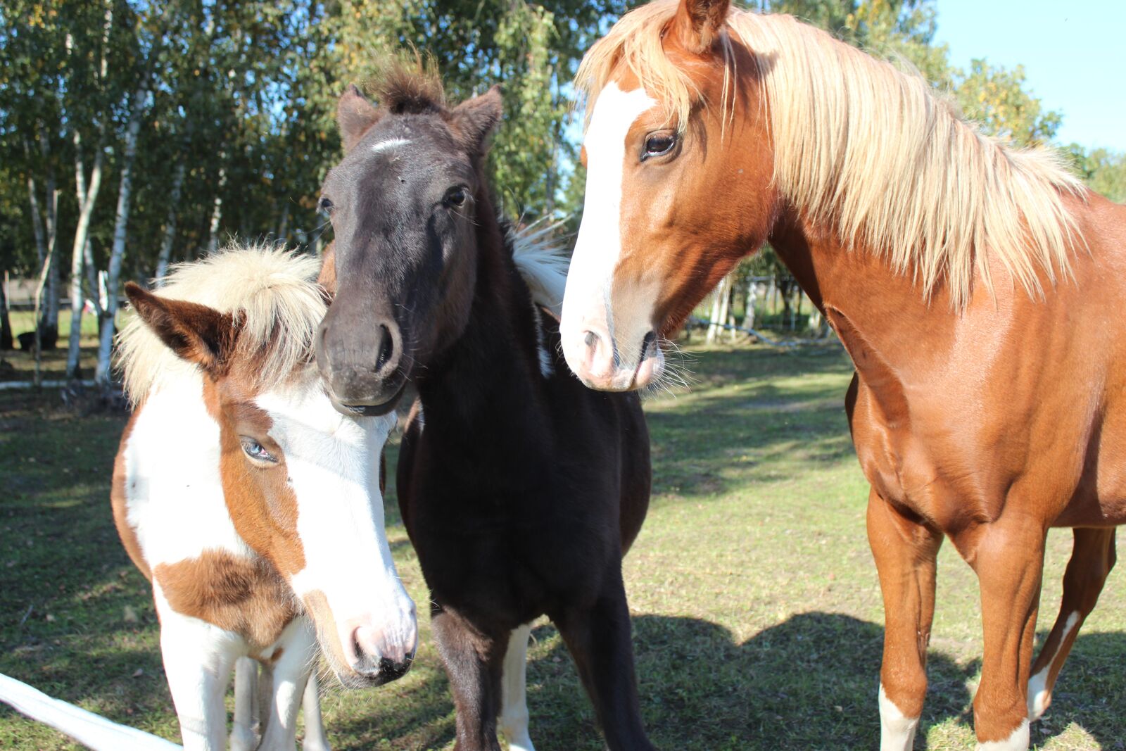 Canon EOS 600D (Rebel EOS T3i / EOS Kiss X5) sample photo. Horse, german reitponny, pony photography
