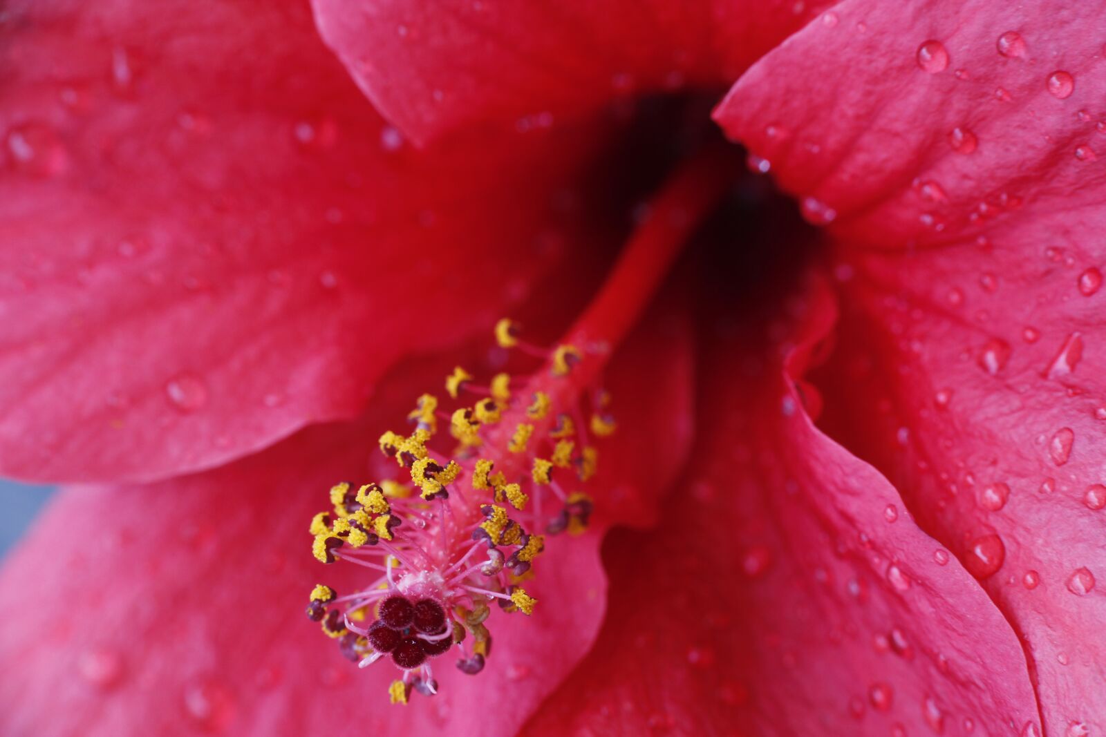 Canon EOS 550D (EOS Rebel T2i / EOS Kiss X4) sample photo. Pink, yellow, flower photography