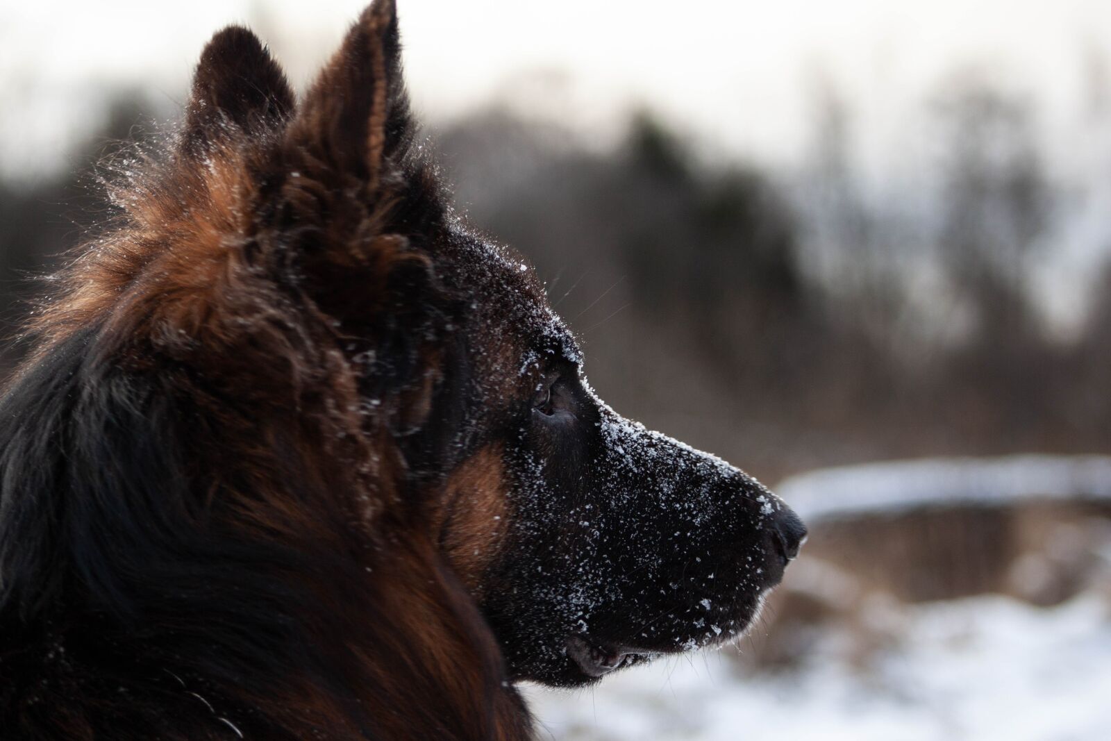 Canon EOS 500D (EOS Rebel T1i / EOS Kiss X3) sample photo. German shepherd, dog, animal photography