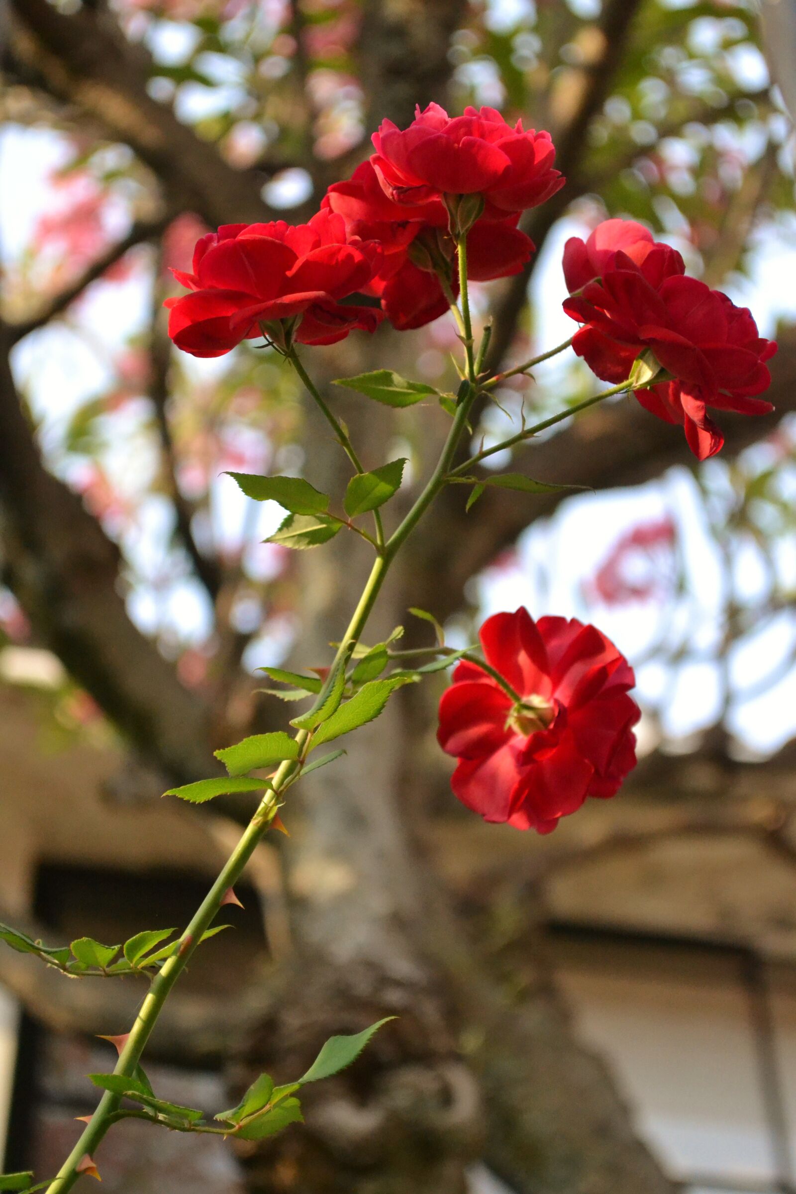 Nikon D3100 sample photo