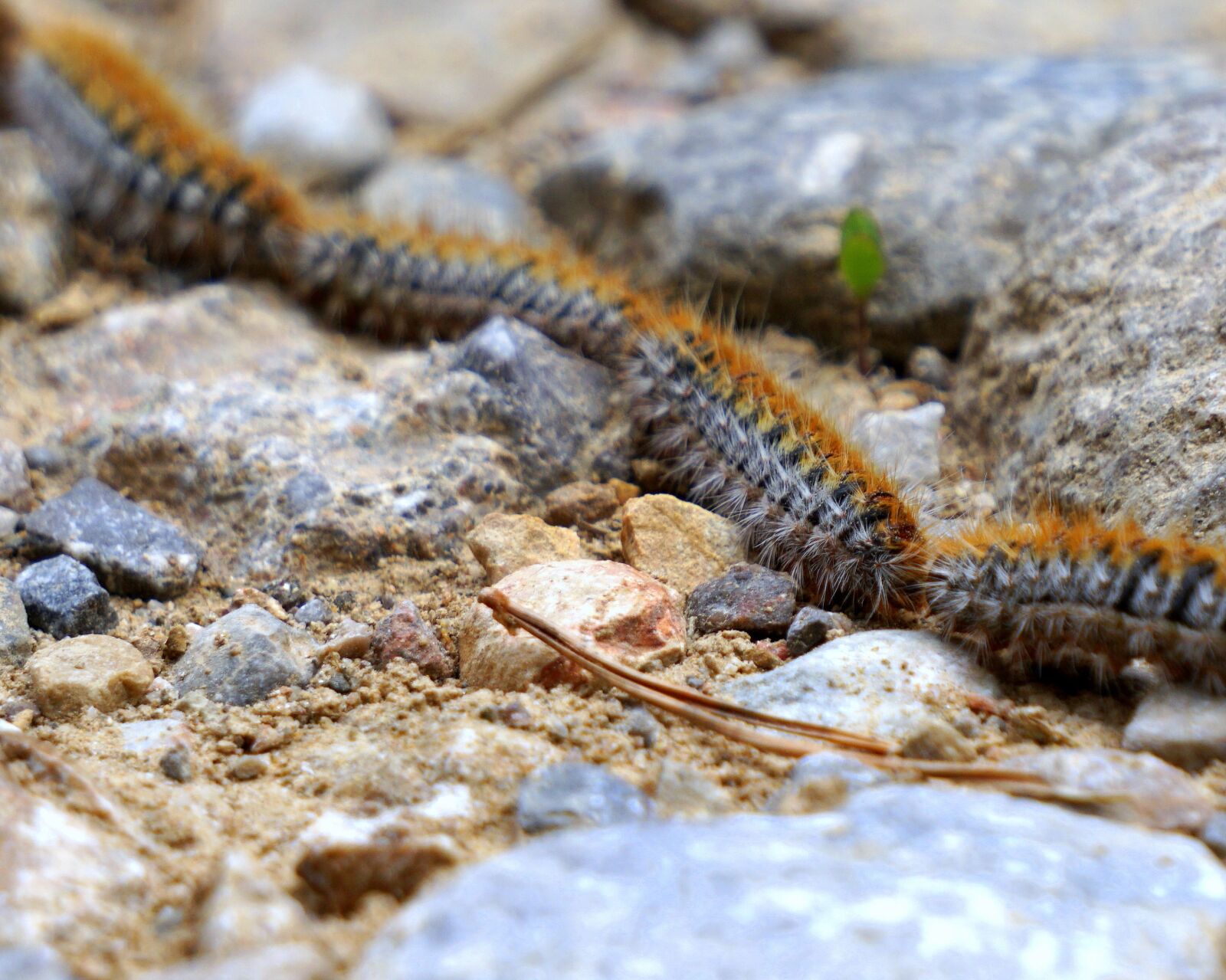 Sony E 55-210mm F4.5-6.3 OSS sample photo. Caterpillars, processionary, plague photography