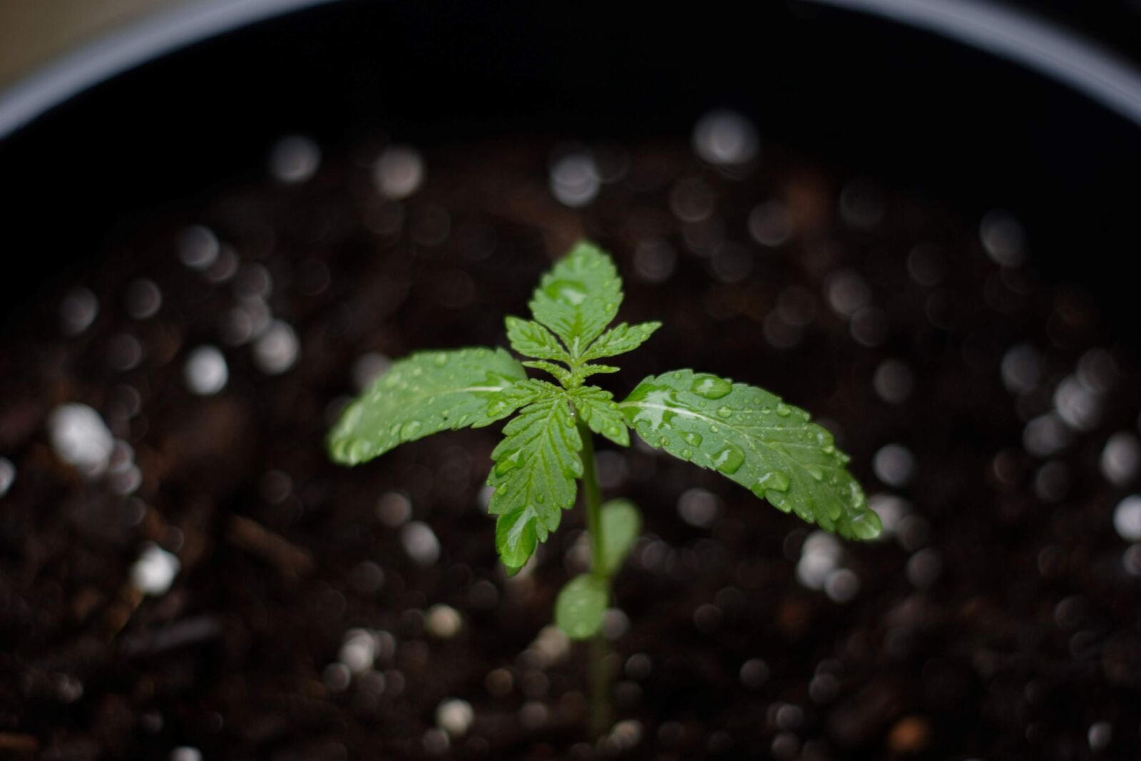 Canon EOS 20D sample photo. Cannabis, weed, marijuana photography
