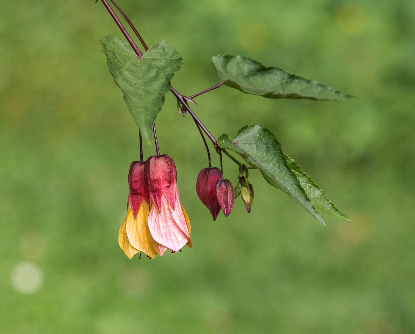 Canon EF-S 55-250mm F4-5.6 IS STM sample photo. Velvetleaf, flower, plant photography