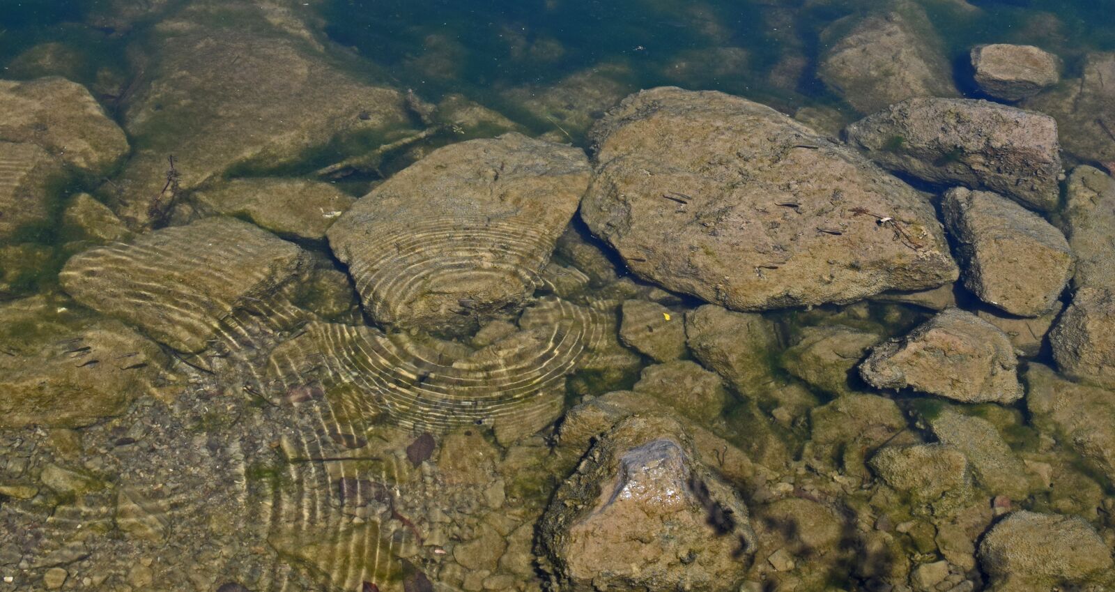Nikon D3300 sample photo. Tiny hatchling fish and photography
