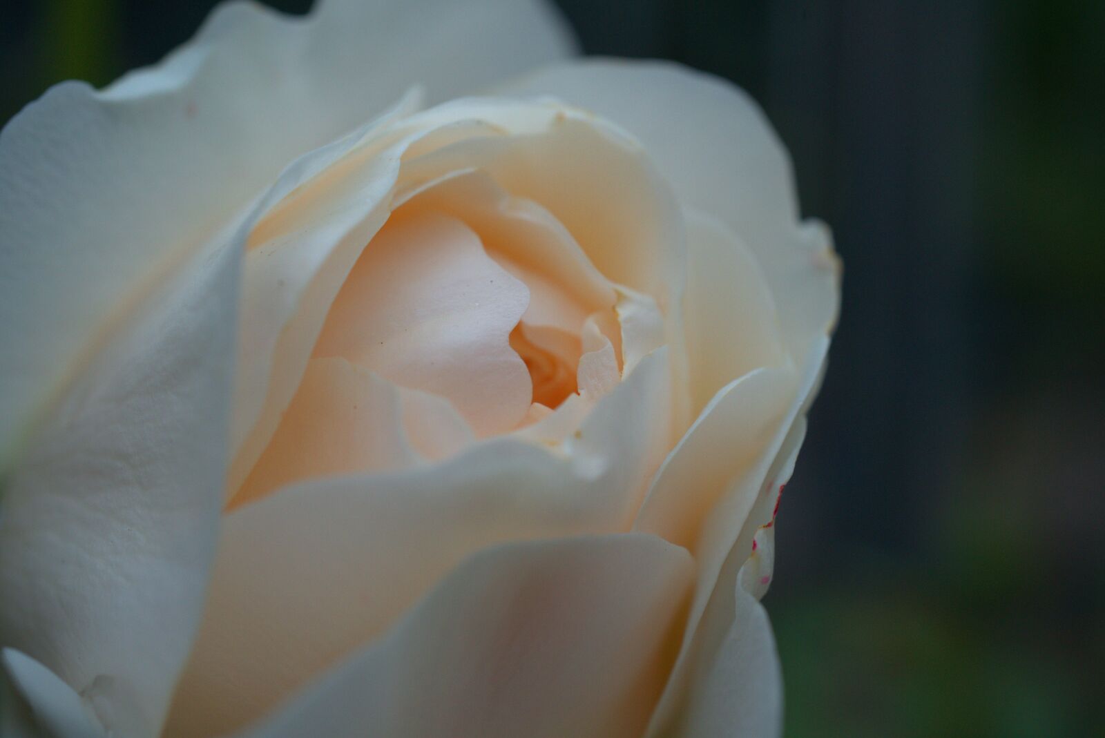 Sony a7 II sample photo. Rose, romantic, flower photography