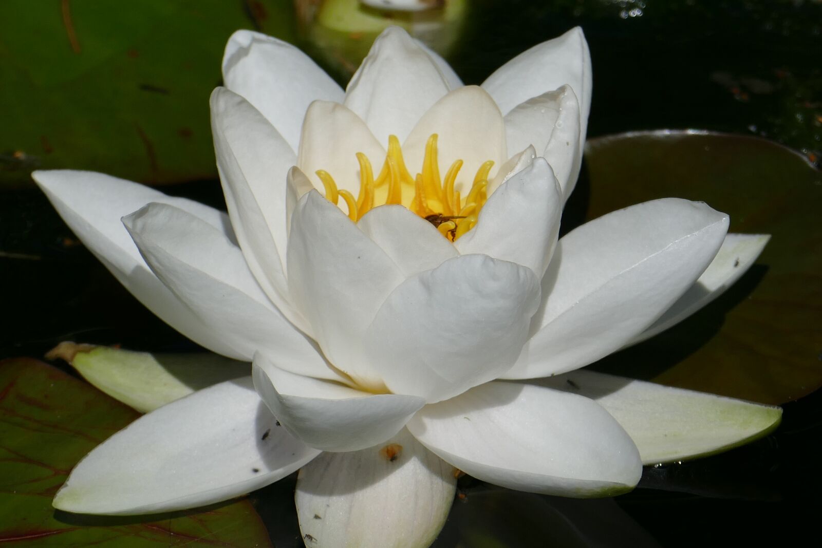 Panasonic Lumix DMC-FZ1000 sample photo. Water lily, blossom, bloom photography