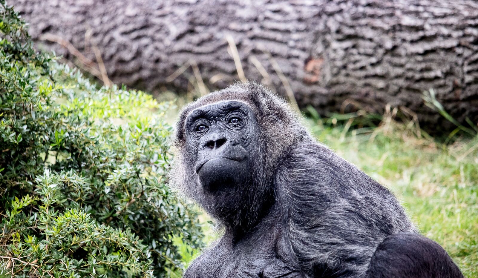 Canon EF-S 55-250mm F4-5.6 IS STM sample photo. Gorilla, animal, mammal photography
