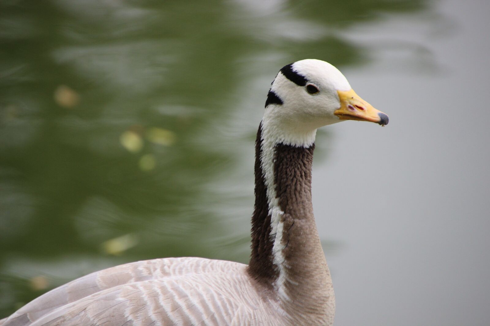 Canon EOS 600D (Rebel EOS T3i / EOS Kiss X5) sample photo. Goose, bird, plumage photography