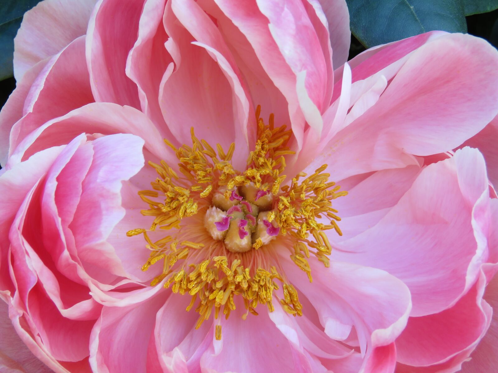 Canon PowerShot SX60 HS sample photo. Pestle, stamens, peony photography