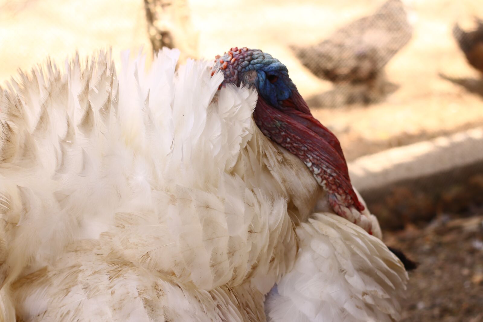 Canon EOS 70D + Canon EF 50mm F1.8 II sample photo. Gallo, animals, tropical photography