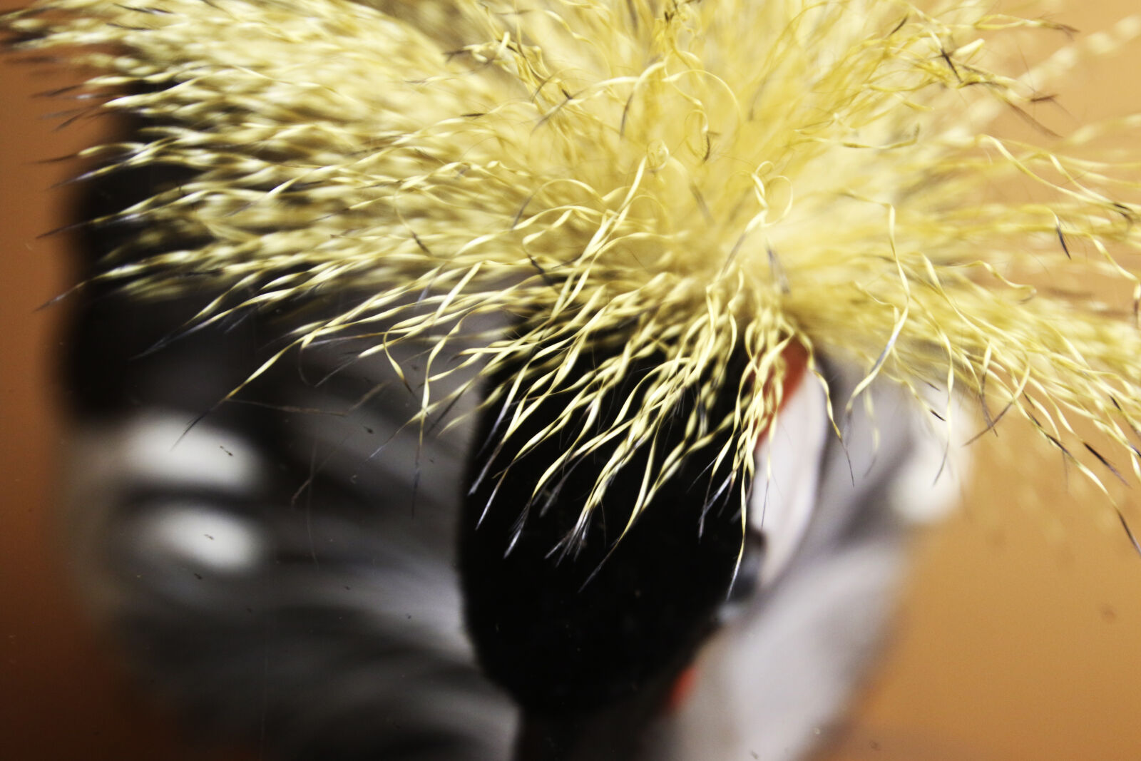 Canon EOS 7D Mark II sample photo. Above, big, bird, feathers photography