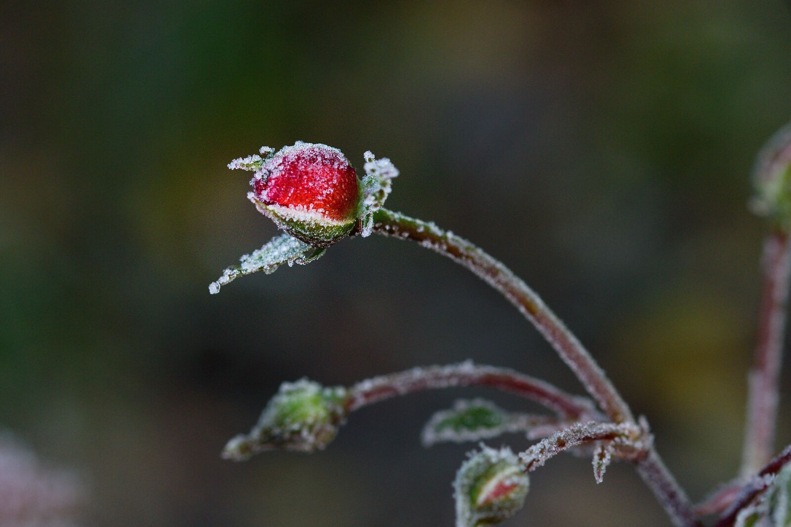 Nikon D5500 sample photo. Rose, flower, frost photography
