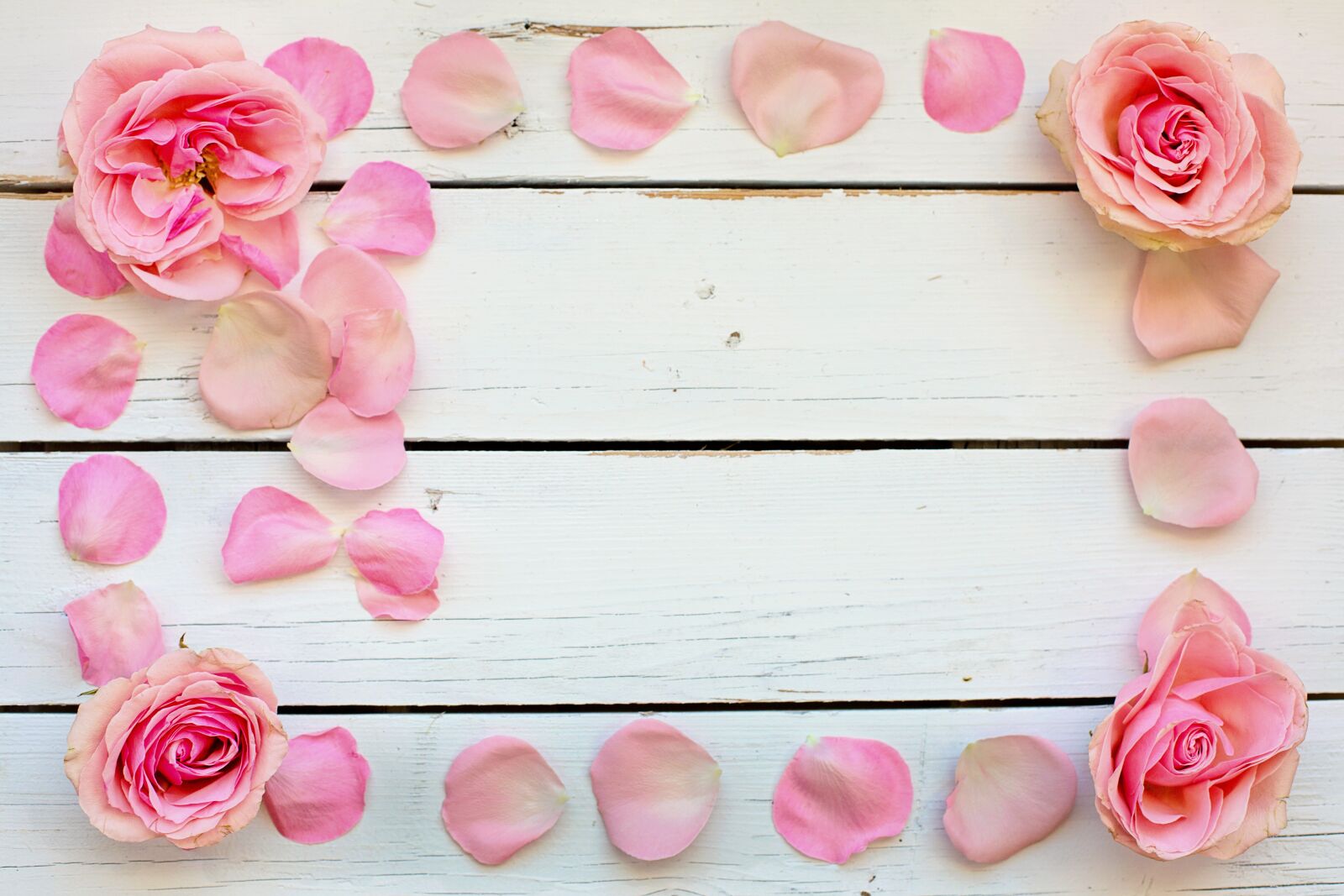 Canon EF 50mm F1.4 USM sample photo. Flower, rose, petals photography