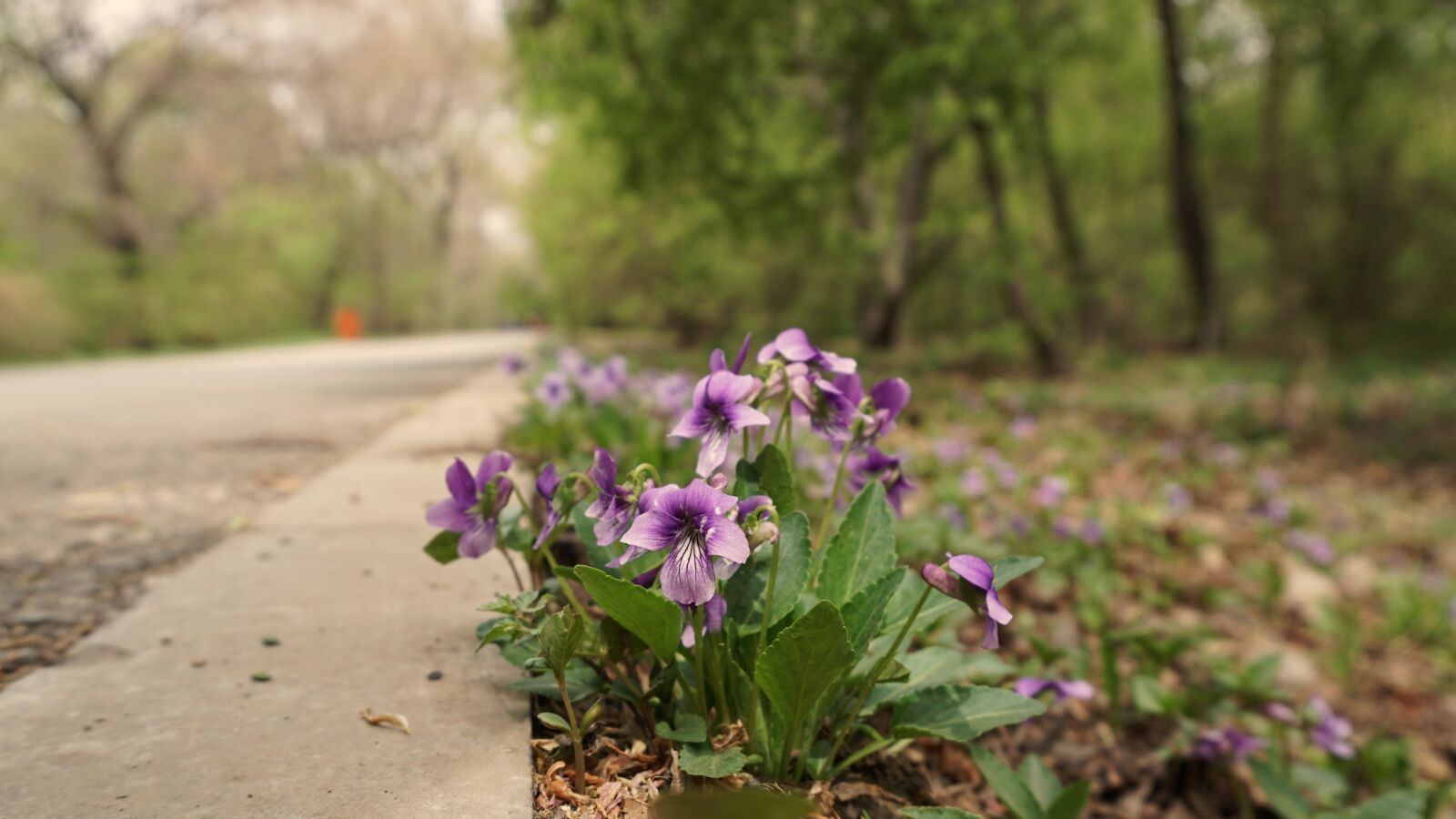 Sony a6300 sample photo. Flower, roadside, woods photography