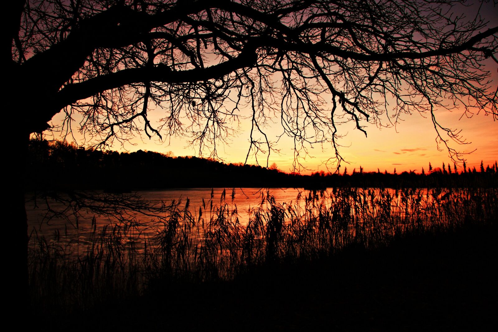Canon EOS 20D sample photo. Afterglow, sunset, reed photography