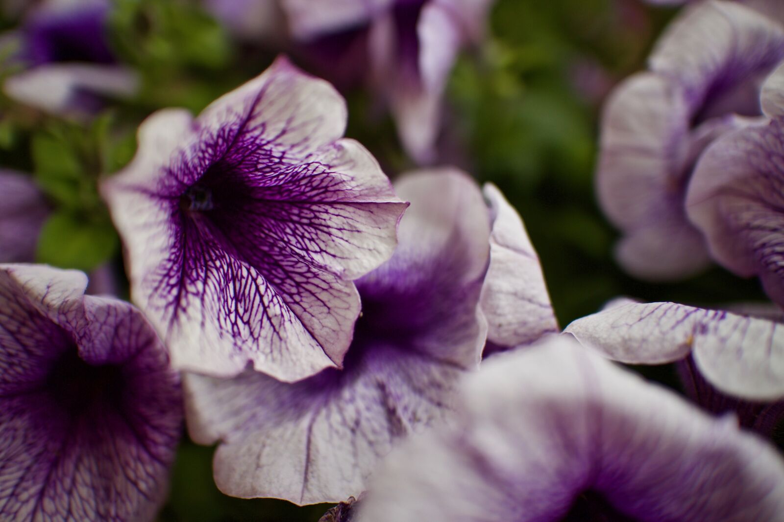 Canon EOS M + Canon EF-M 22mm F2 STM sample photo. Flowers, petunia, nature photography