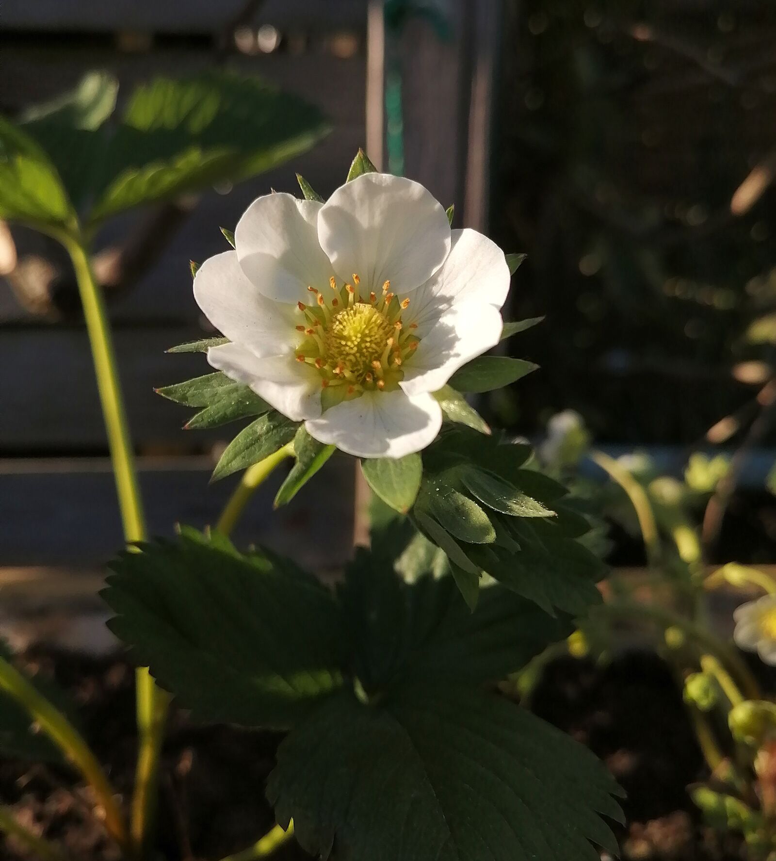 HUAWEI POT-LX1T sample photo. Blossom, bloom, strawberry photography