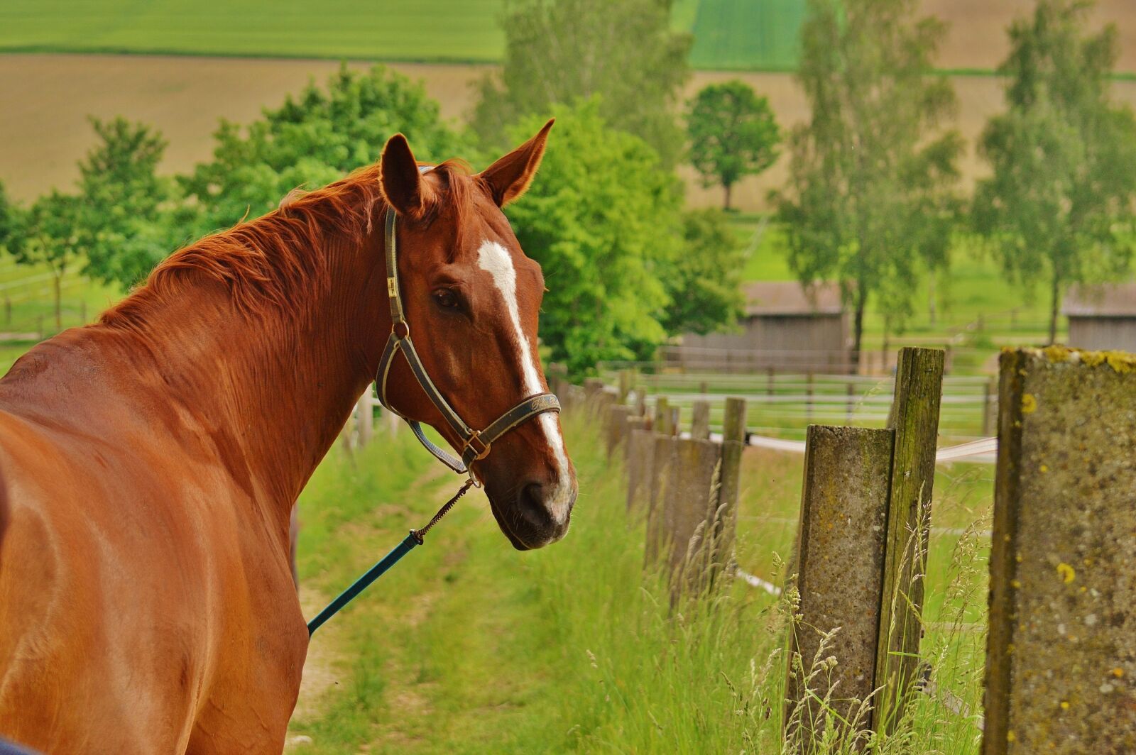 Nikon D3200 sample photo. Horse, stallion, coupling photography