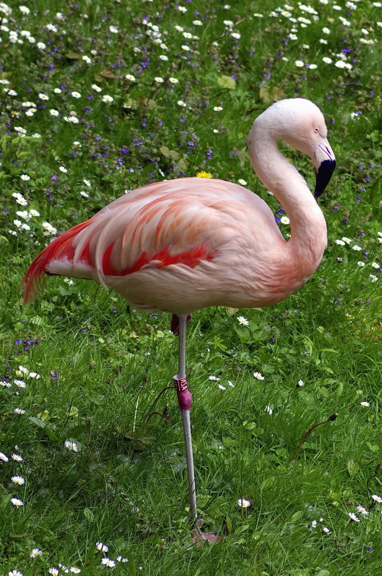 Pentax K-S2 sample photo. Flamingo, bird, grass, foot photography