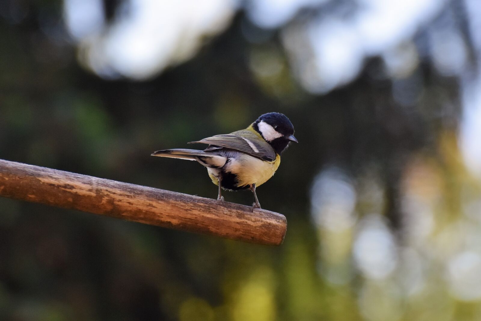 Nikon D7200 sample photo. Tit, songbird, small bird photography