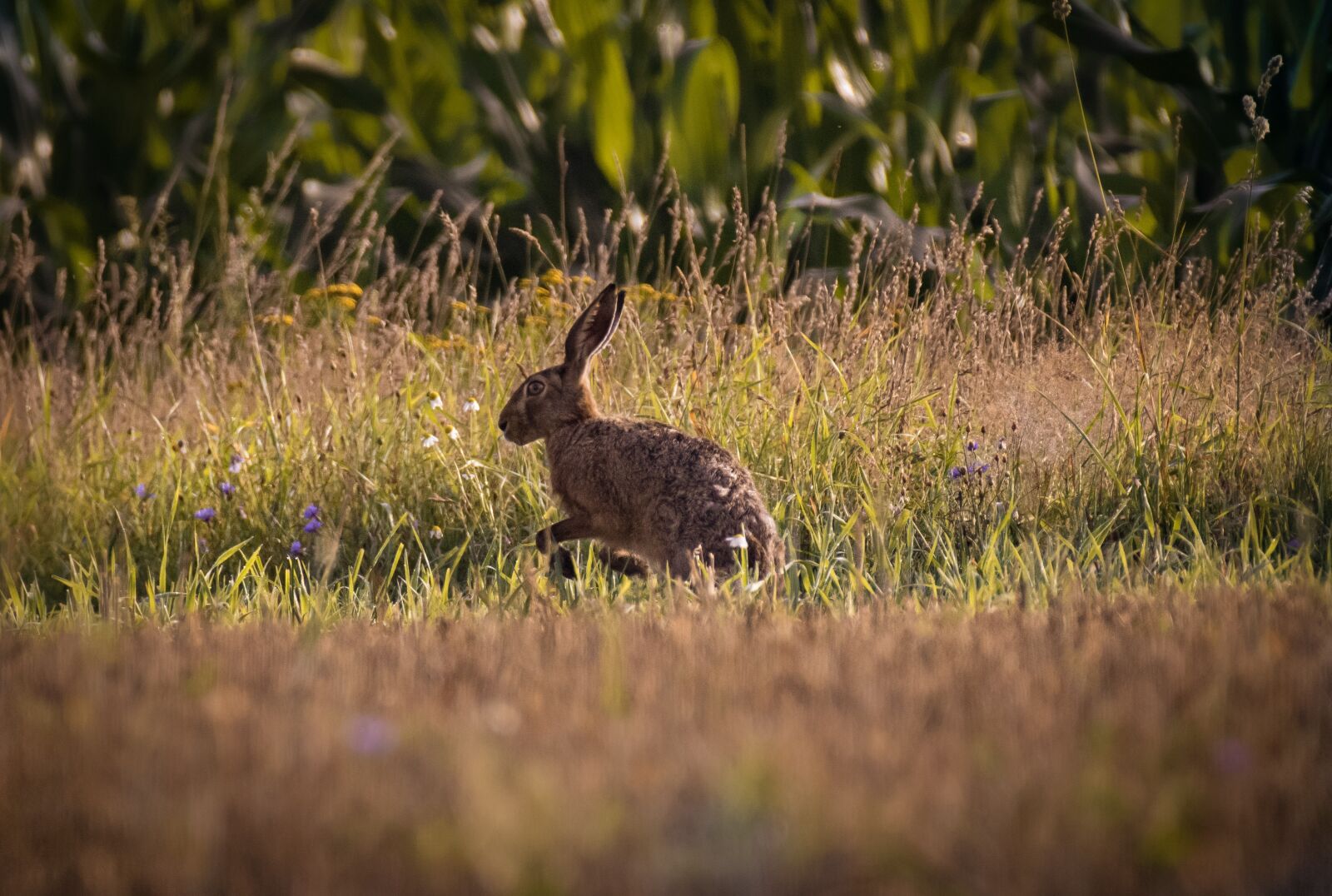 Nikon D5500 sample photo. Hare, wild rabbit, meadow photography