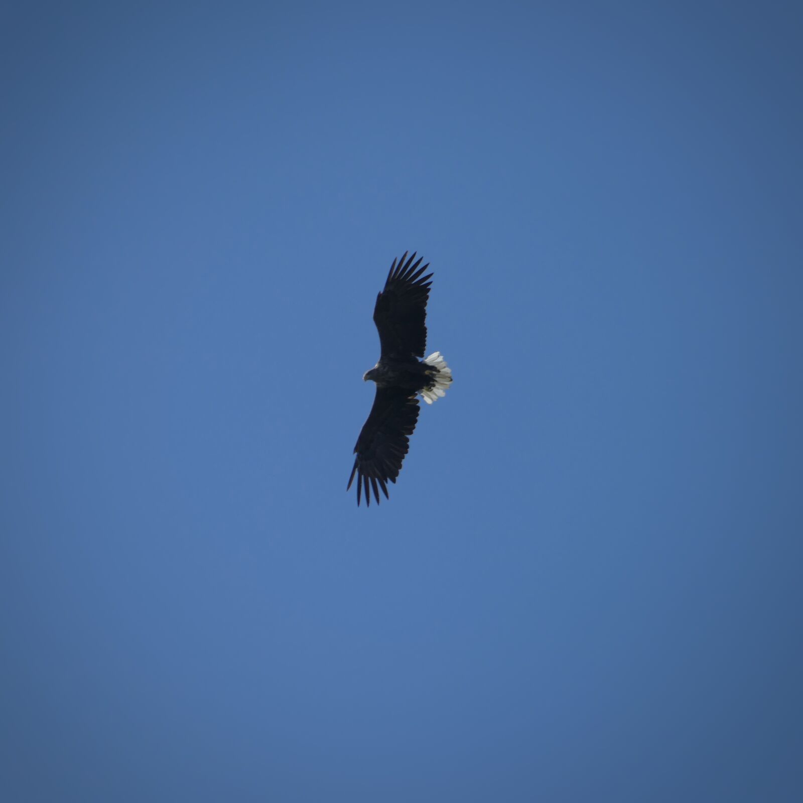 Panasonic Lumix DMC-FZ1000 sample photo. Sweden, nature, bird photography
