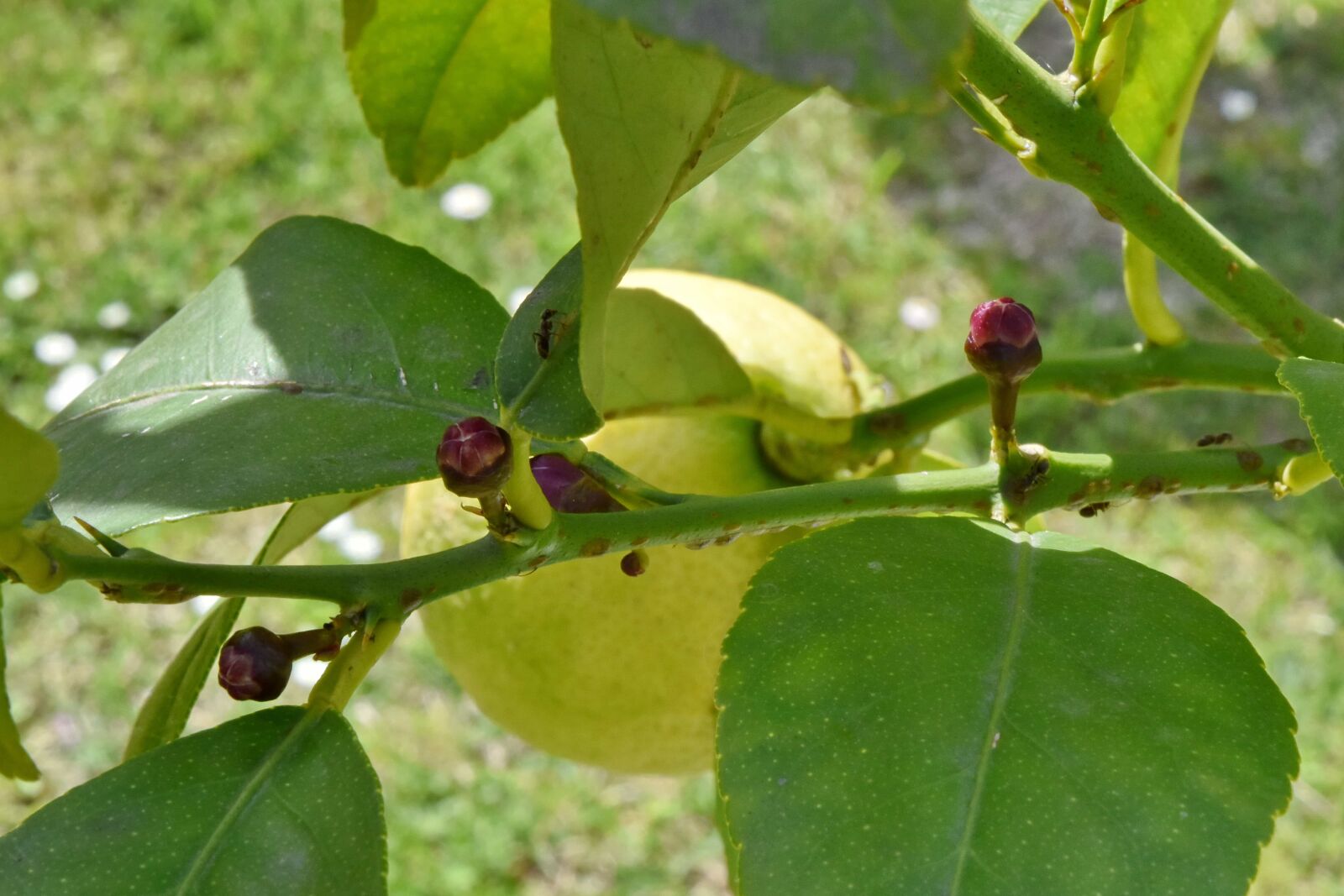 Nikon D5500 sample photo. Lemon, orchard, nature, flora photography