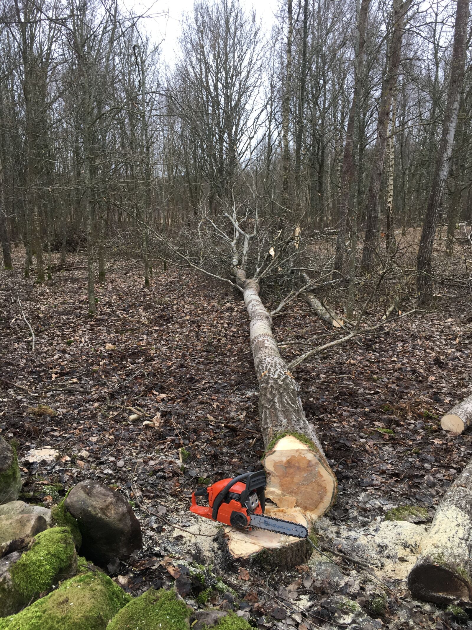 Apple iPhone 6s sample photo. Tree felling, chainsaw, logging photography