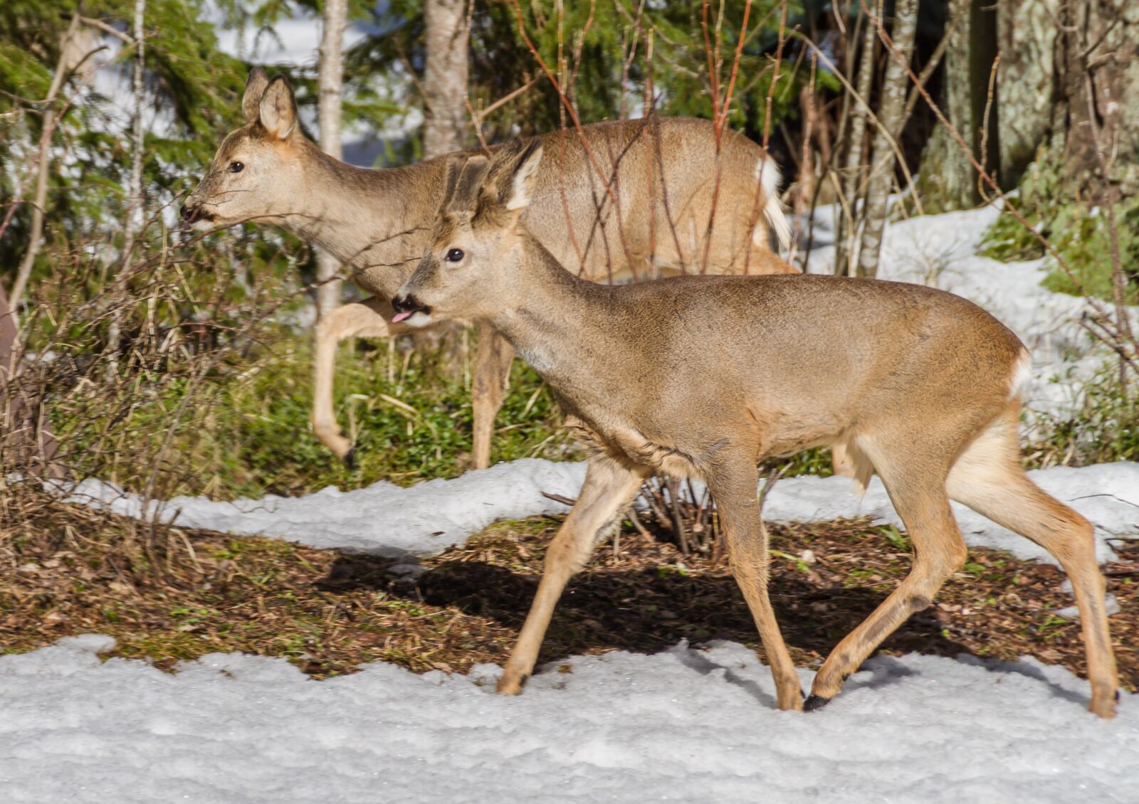 Canon EOS 7D sample photo. Roe deer, mammals, wild photography