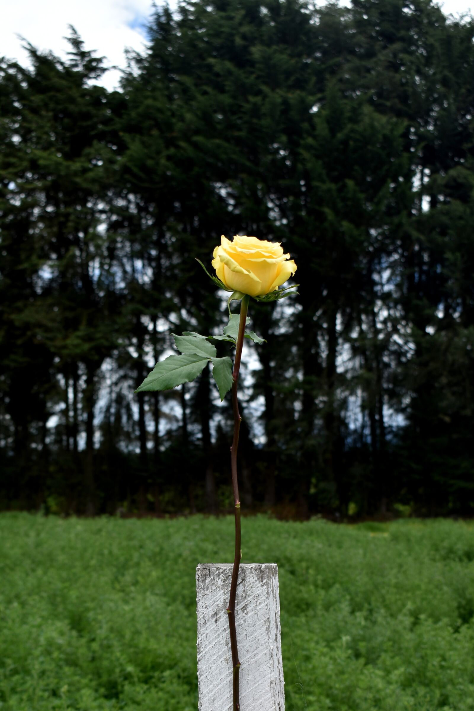 Nikon D3500 sample photo. Rose, nature, flower photography