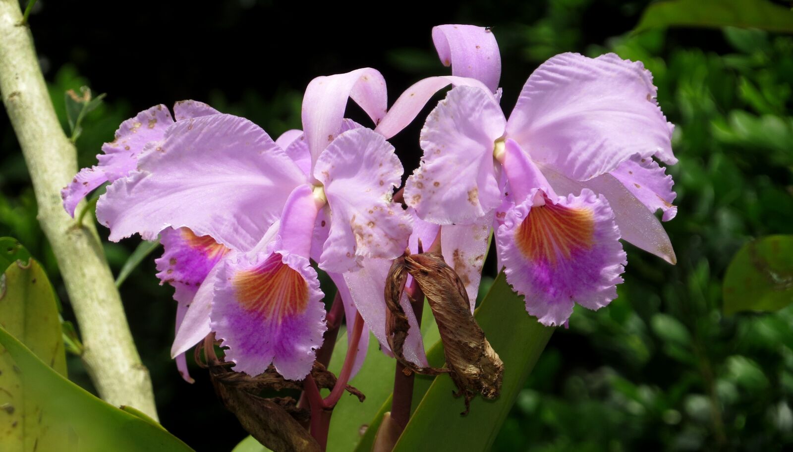 Canon PowerShot SX50 HS sample photo. Plant, flower, garden photography