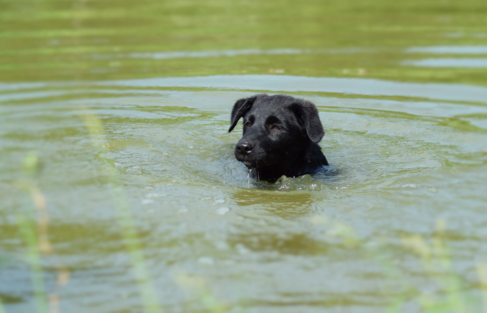 Nikon D3300 sample photo. Puppy, swimming, summer photography