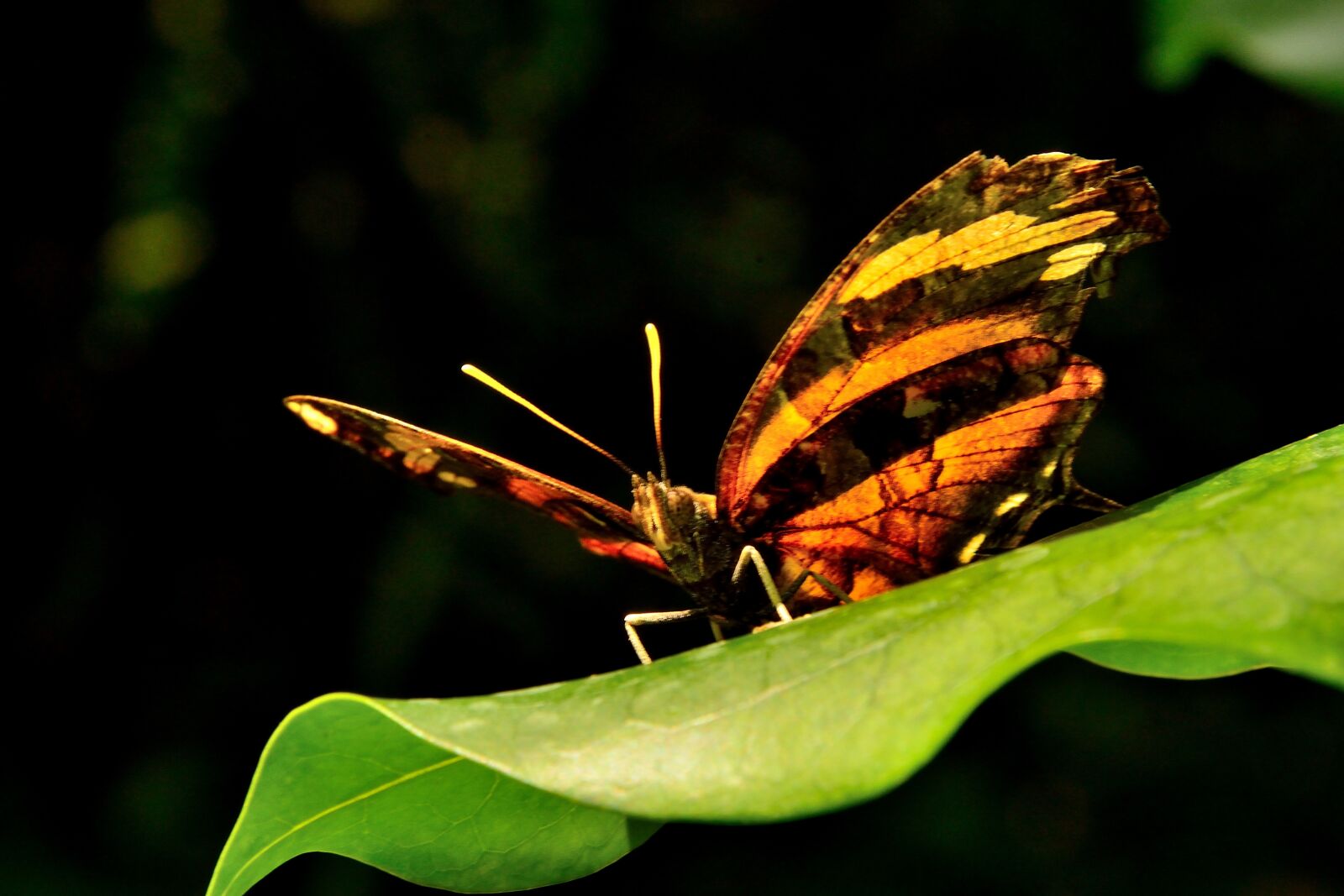 Nikon D800 sample photo. Butterfly, mainau, lake constance photography